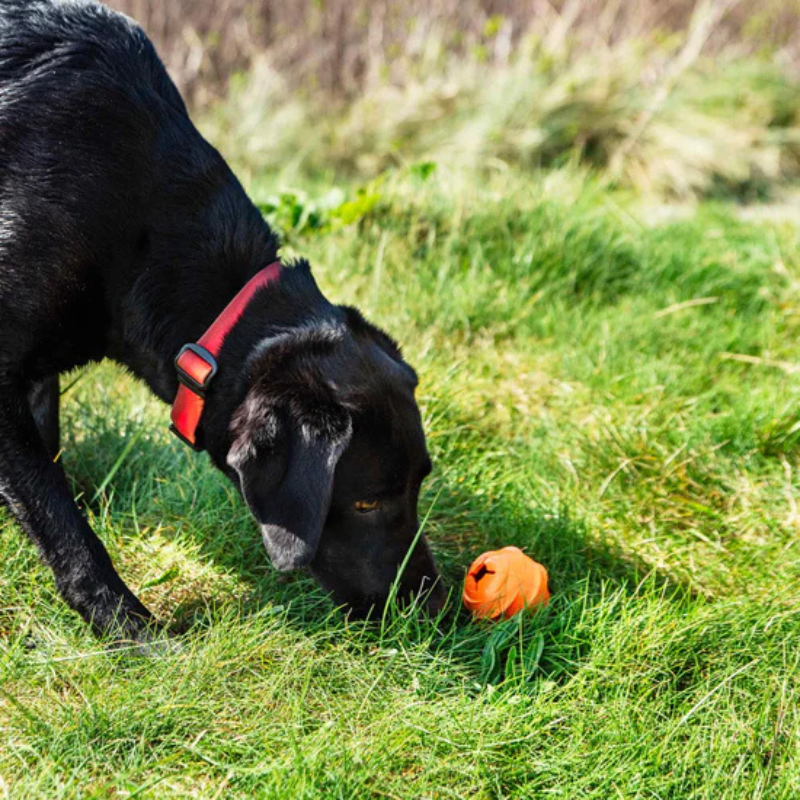 Šunų aksesuaras Mountain Paws Dog Wave Treat Ball Dispenser Šunų aksesuaras Mountain Paws Dog Wave Treat Ball Dispenser